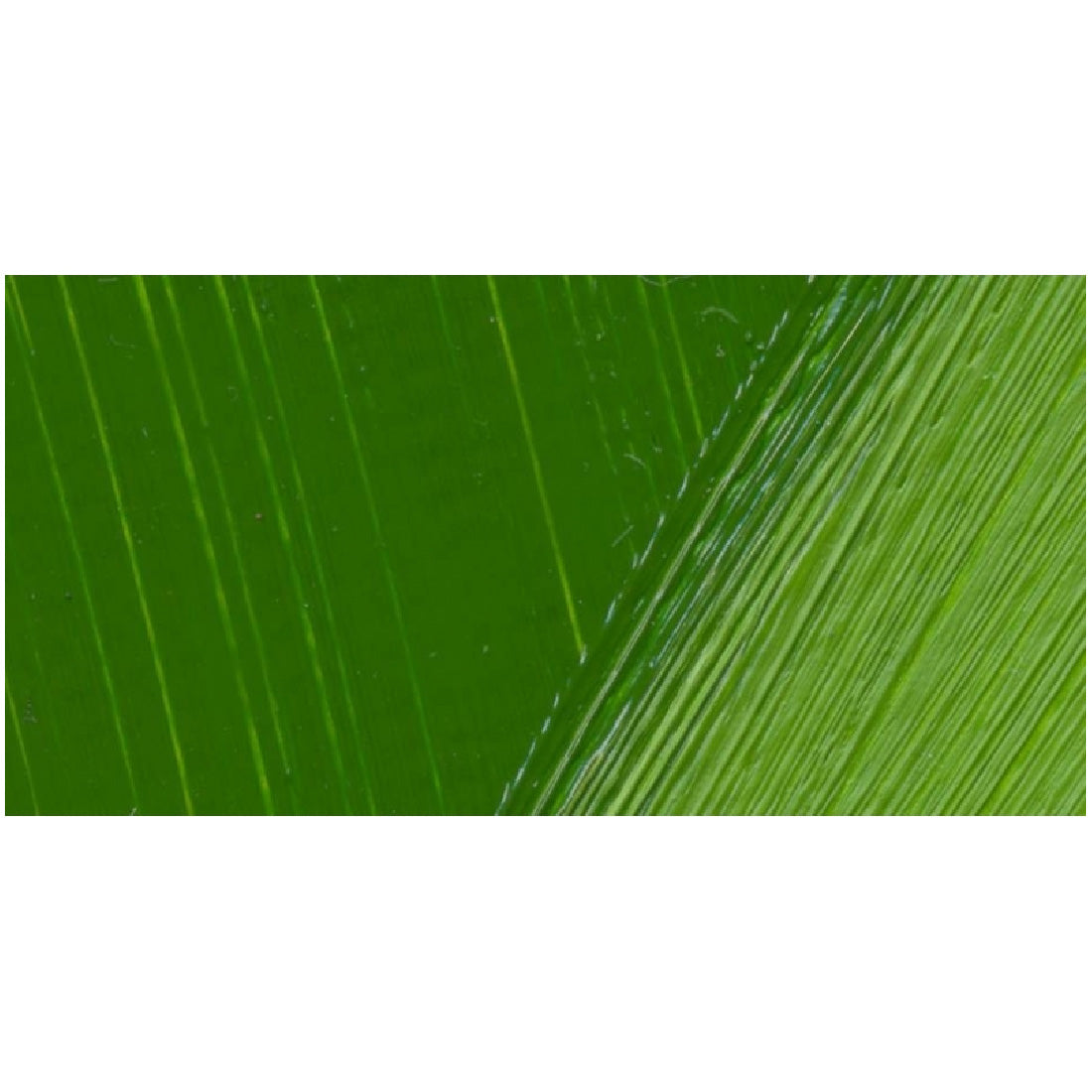 Ponart Troya Sap Green 37 ml. Yağlı Boya - Profesyonel Sanat ve Resim Boyası