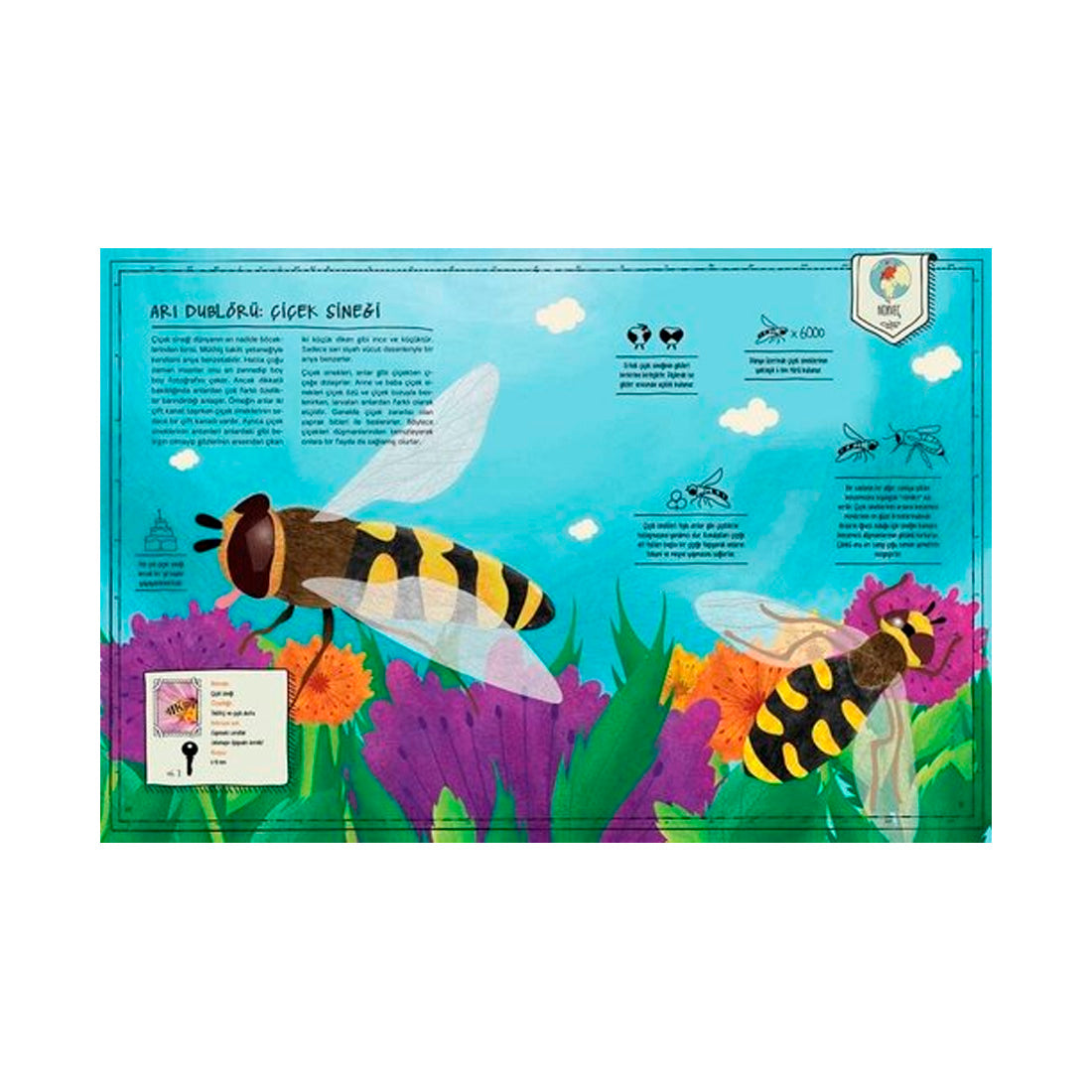 Taze Kitap Yayınları Böcek Atlası
